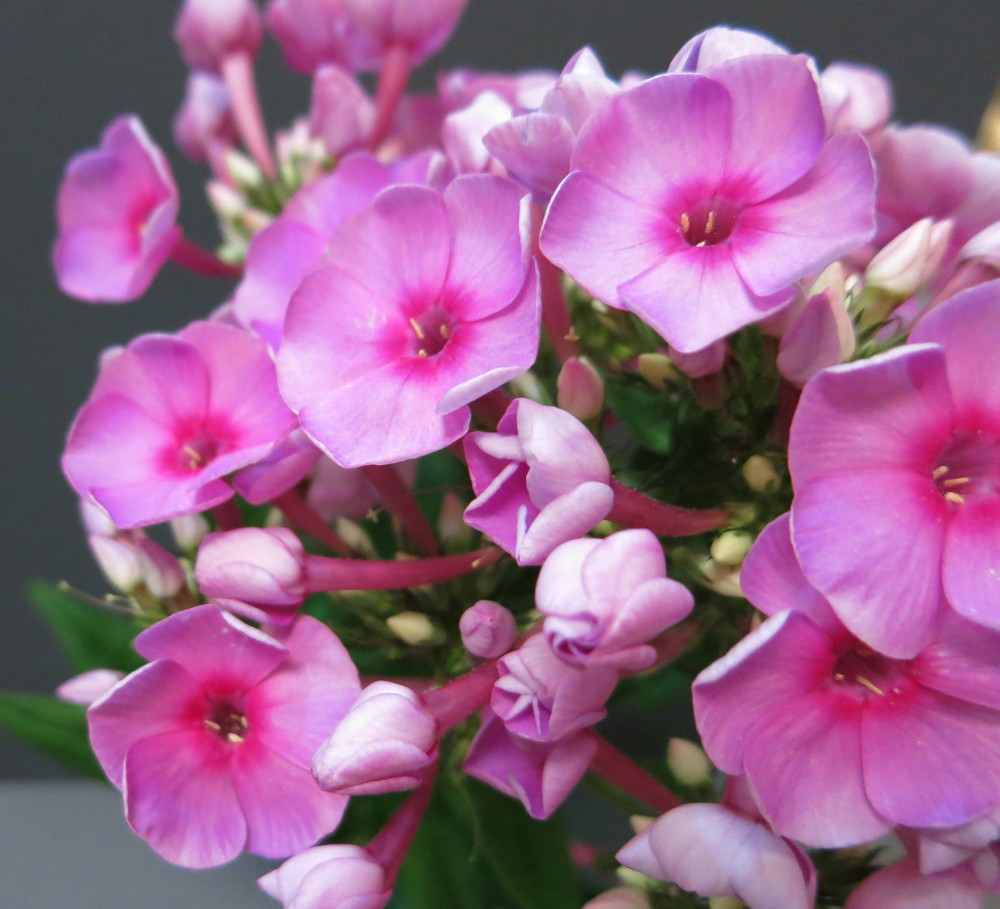 Pink Phlox