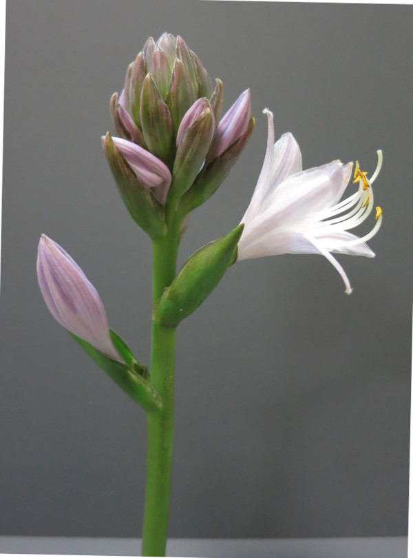 Hosta