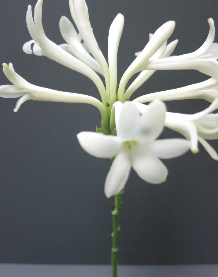 Tuberose