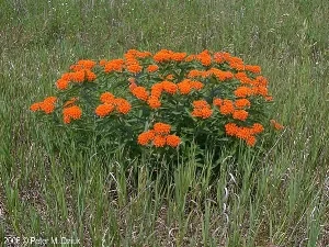 butterfly weed.jpg