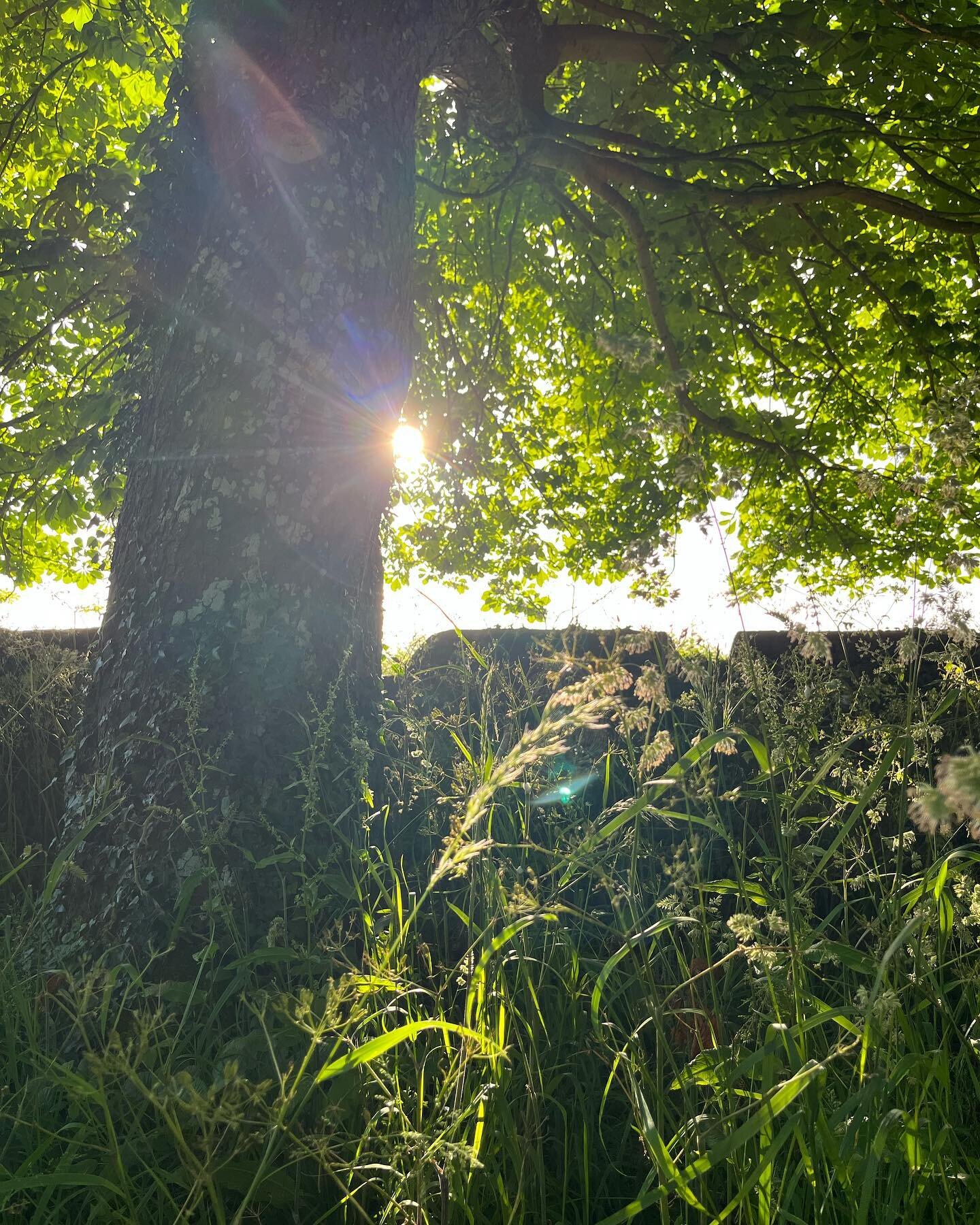 Go Wild in June starts today! 💚

Can&rsquo;t wait to welcome our new guests to The South Downs  today! 🙌🏼
The weather is set for summer fun! 🌞 🙌💫⭐️

#gowildforyourhealth
#natureimmersion #sunrise
#cowparsley #bluesea #seaswimming
#coldwaterther