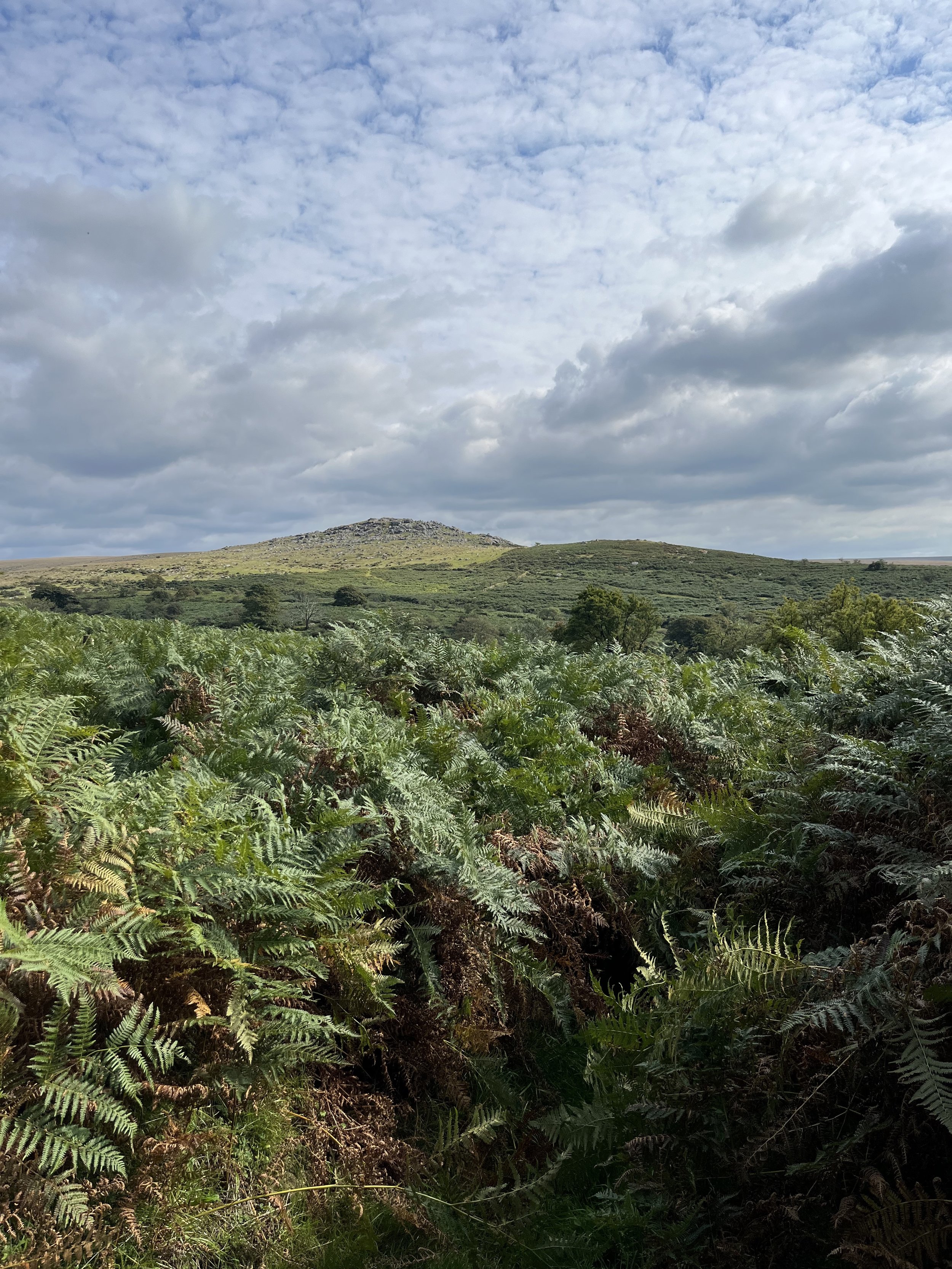 Erth - Dartmoor.jpg
