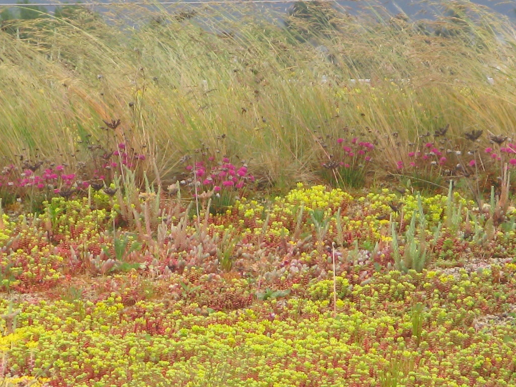 Gathering Place Green Roof Detail 2013.jpg