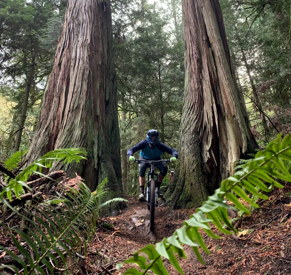 IF Chad Double Down 2 Trees.jpeg