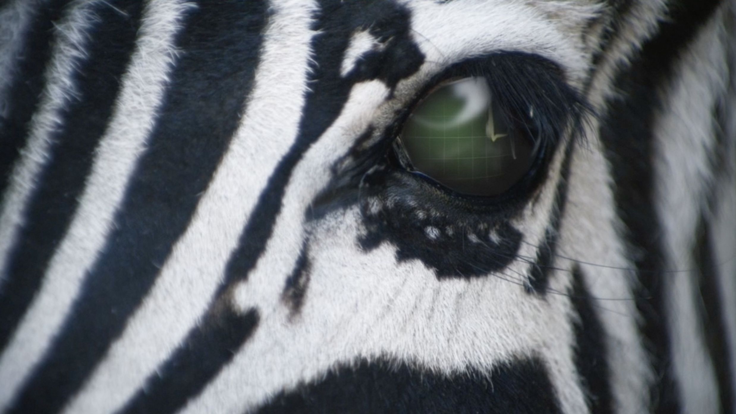 ZEBRA TECHNOLOGIES "BRAND FILM"
