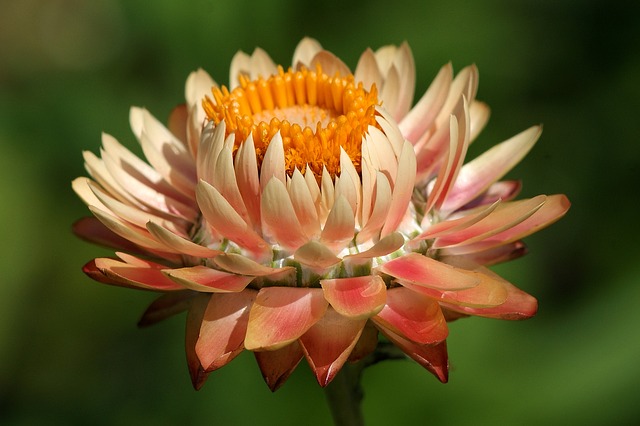 Helichrysum