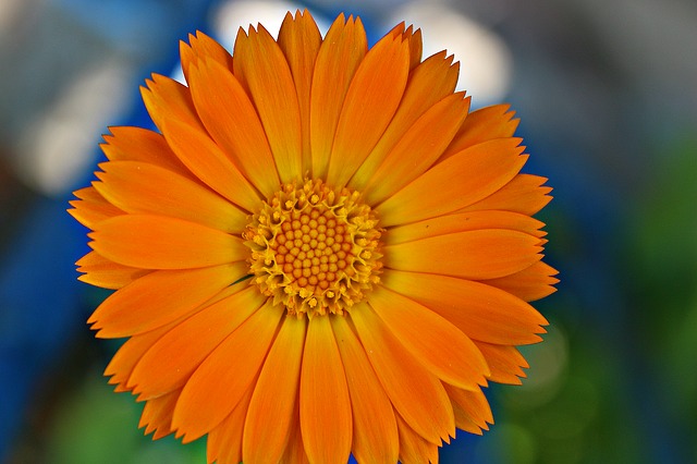 Calendula