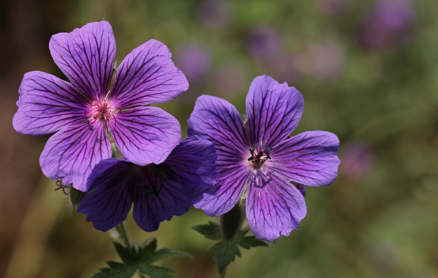 Geranium