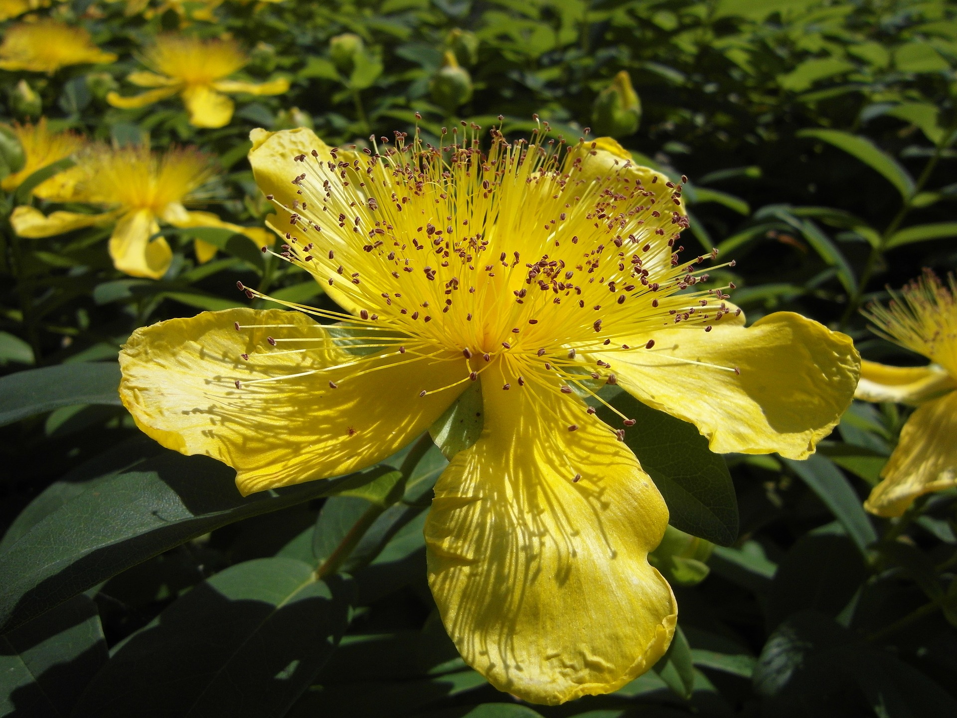 St. John's Wort