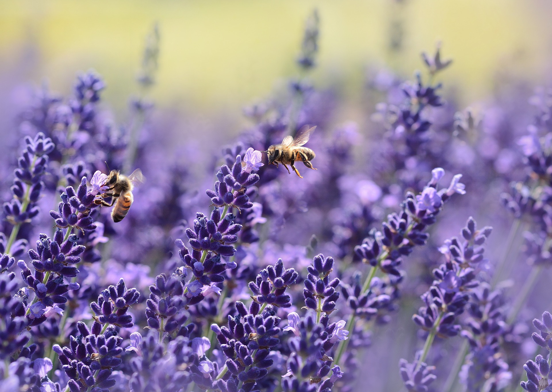Lavender Spike