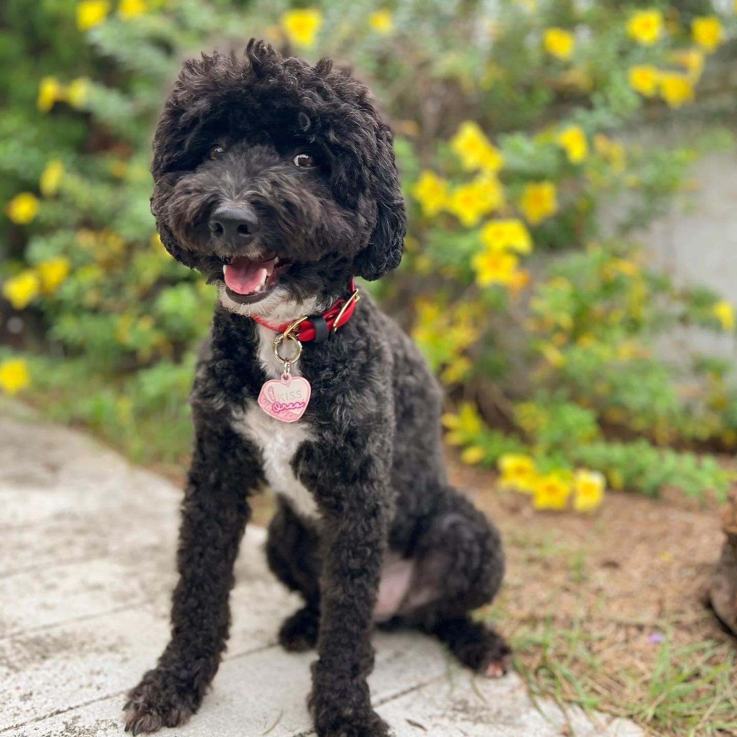 𝘾𝙖𝙣𝙙𝙮 𝙃𝙚𝙖𝙧𝙩𝙨 are just what you need with your other half. Check out our other posts for cute combinations! #candyhearts 

.
.
.
.
.
.
.
.
.
#yourmories #sgpets #singaporedogs #singaporecats #sgdogs #sgpuppy #sgcats #pettags #customizepetta