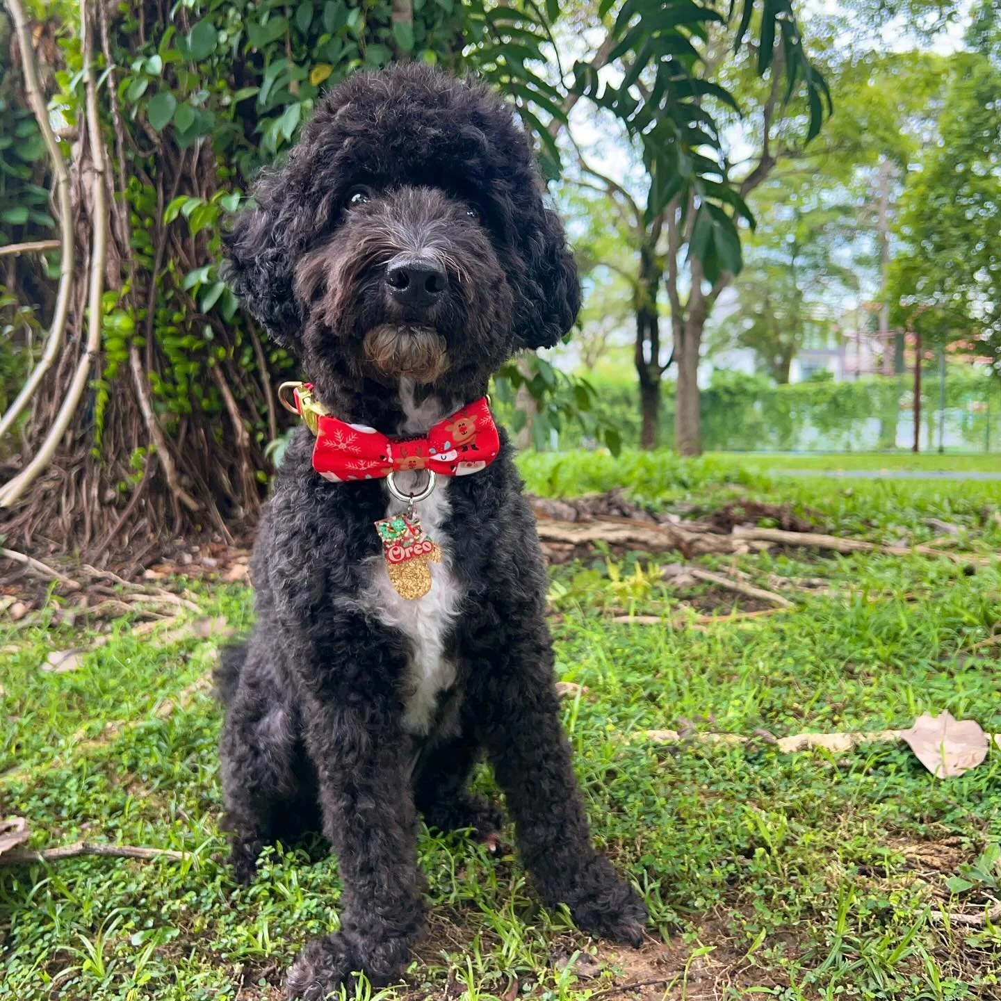 𝙃𝙖𝙥𝙥𝙮 𝘿𝙚𝙘𝙚𝙢𝙗𝙚𝙧! One more day to order our Christmas tags.
.
.
.
.
.
.
.
.
#yourmories #sgpets #singaporedogs #singaporecats #sgdogs #sgpuppy #sgcats #pettags #customizepettag #customizedogtags #singapawrean #toocutepetclub #sgresinart #s