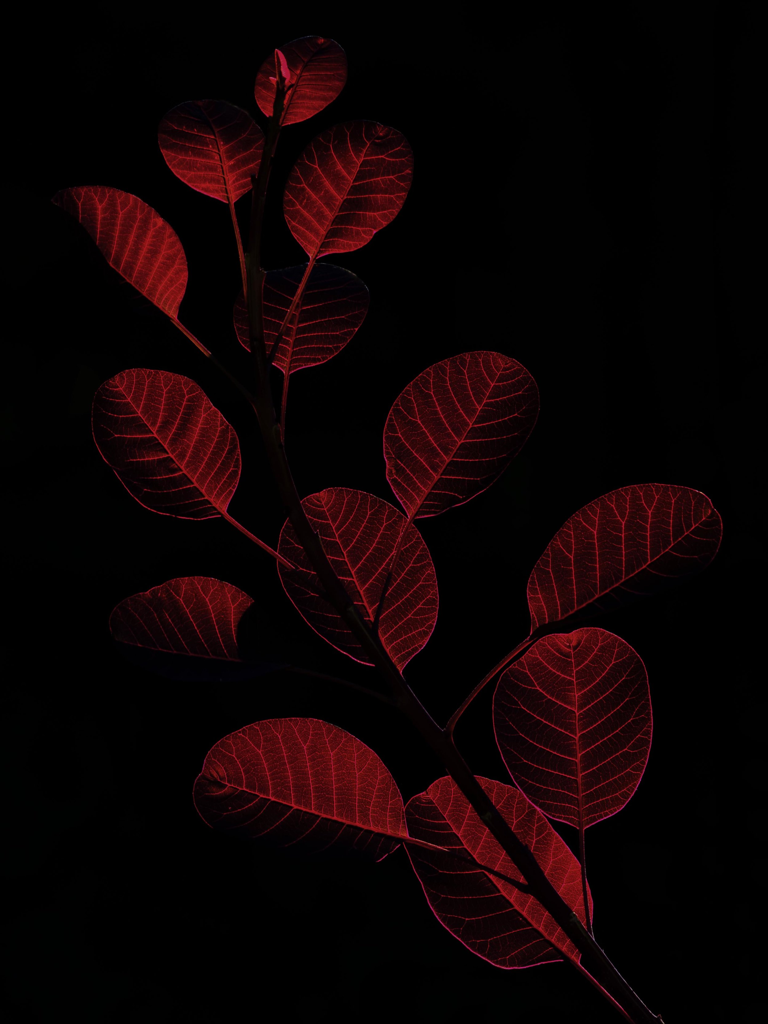 3C Red Leaves in Backlight LR.jpg