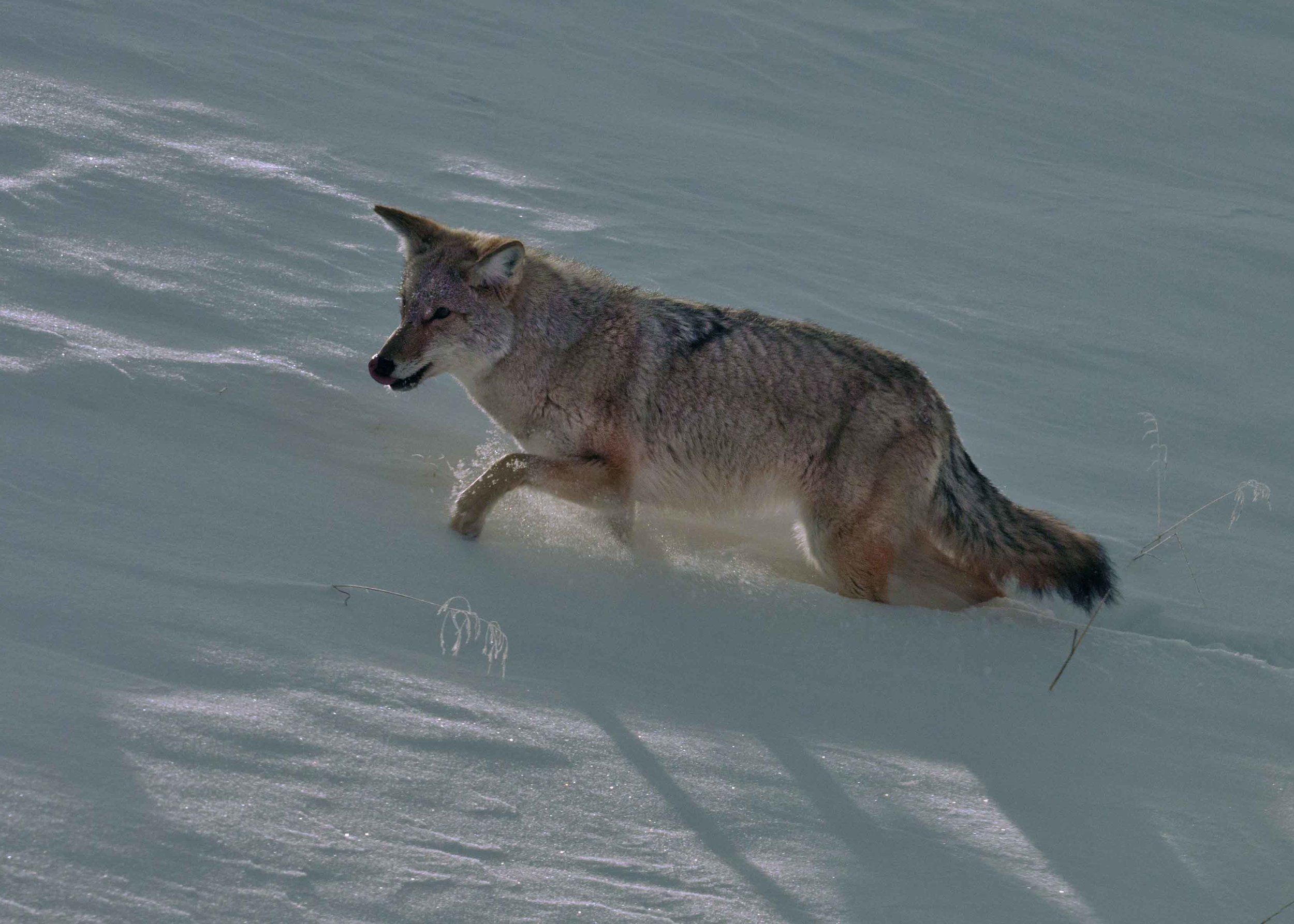 Coyote Hunts LR.jpg
