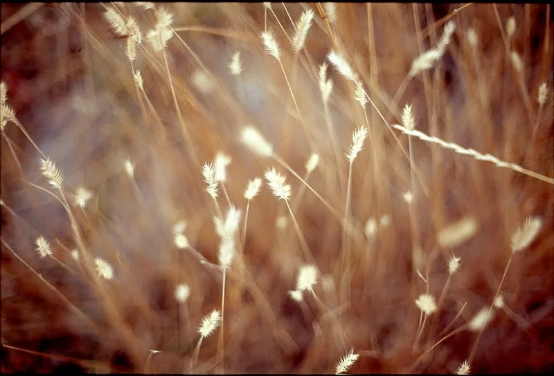 Montana Grass036-2.jpeg