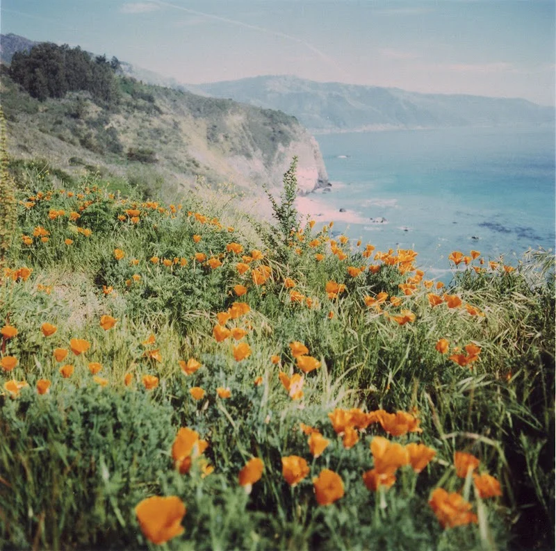 Beach Flowers_0001.jpeg