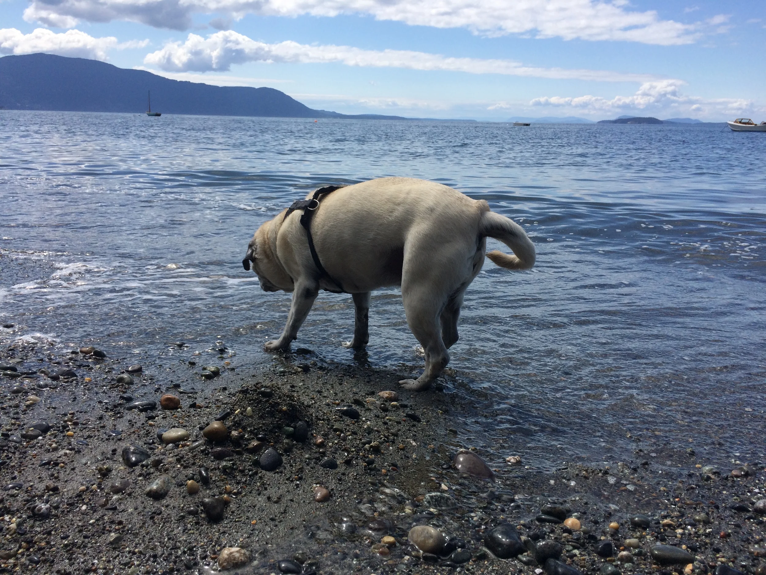 The beach is dog friendly. And our pups enjoyed a lot of new smells that day.