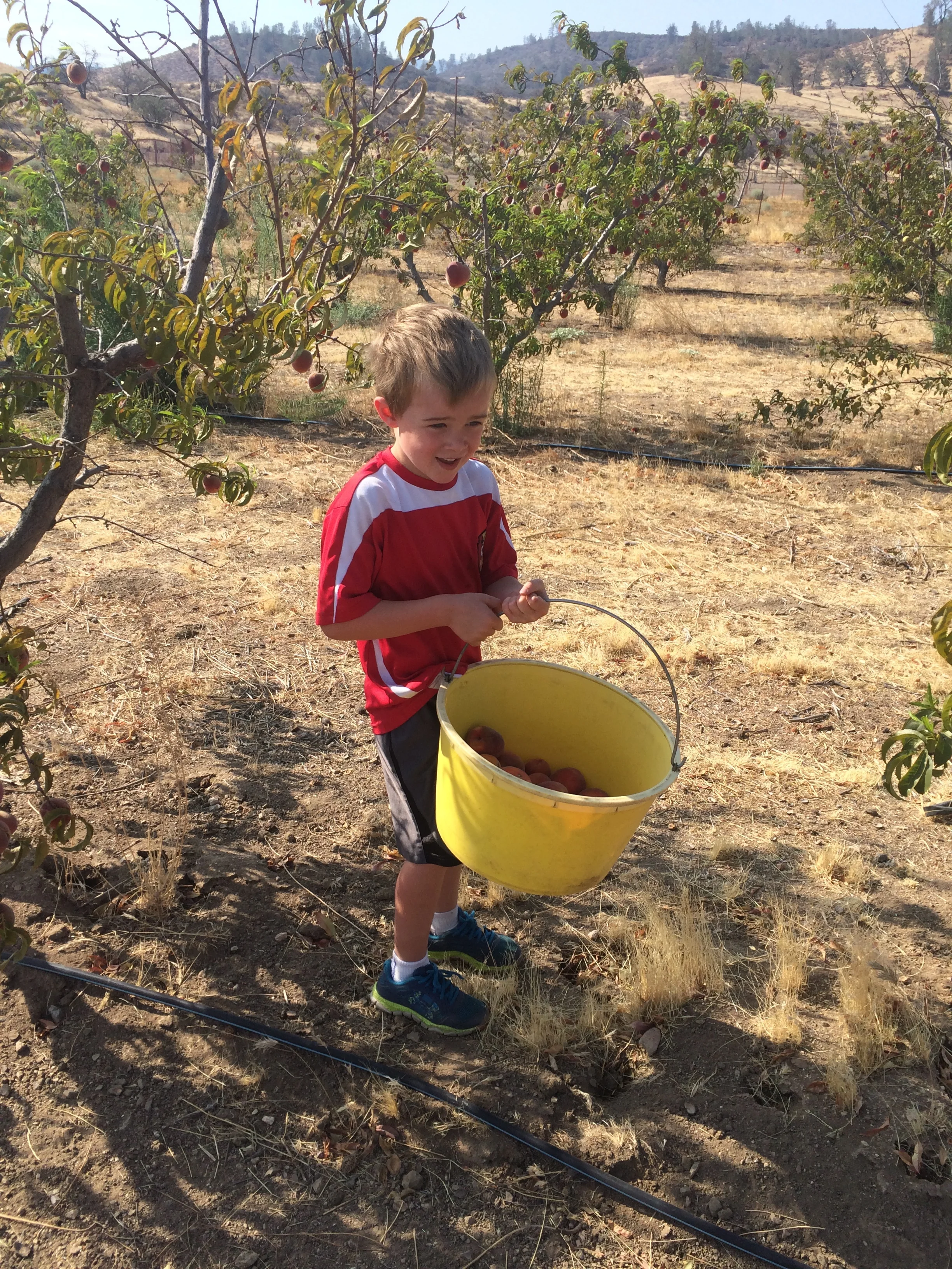 I had a helper pick peaches with me. 