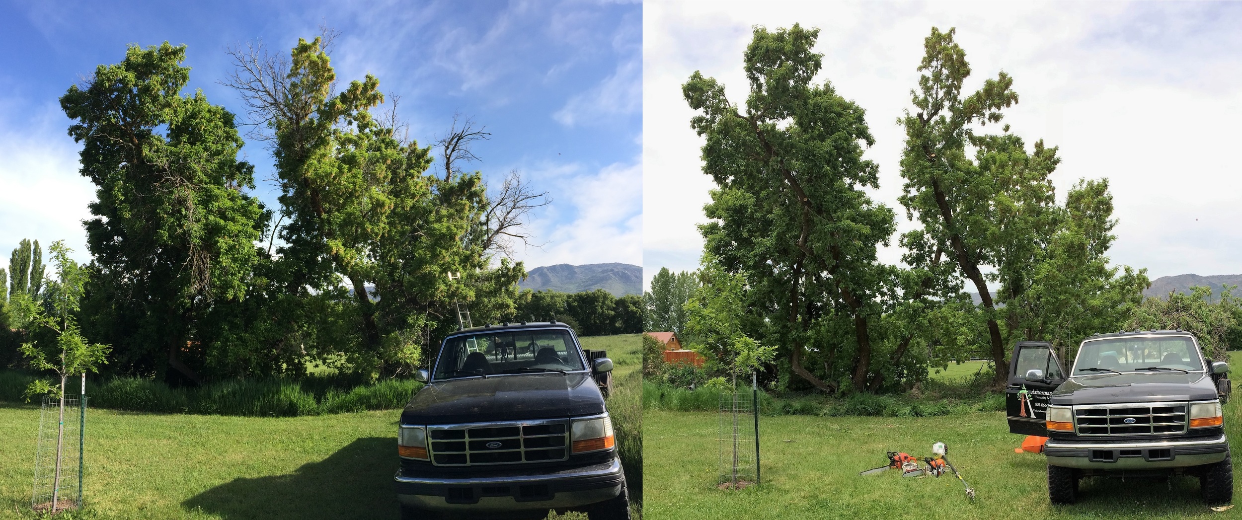 Crown prune performed on Boxelder trees in Huntsville to remove dead and unwanted wood.