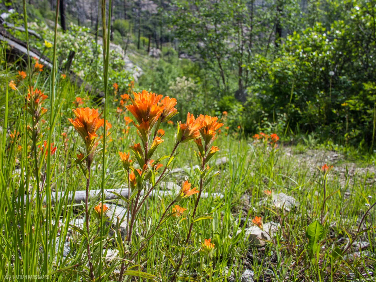 Wild-6030034.jpg