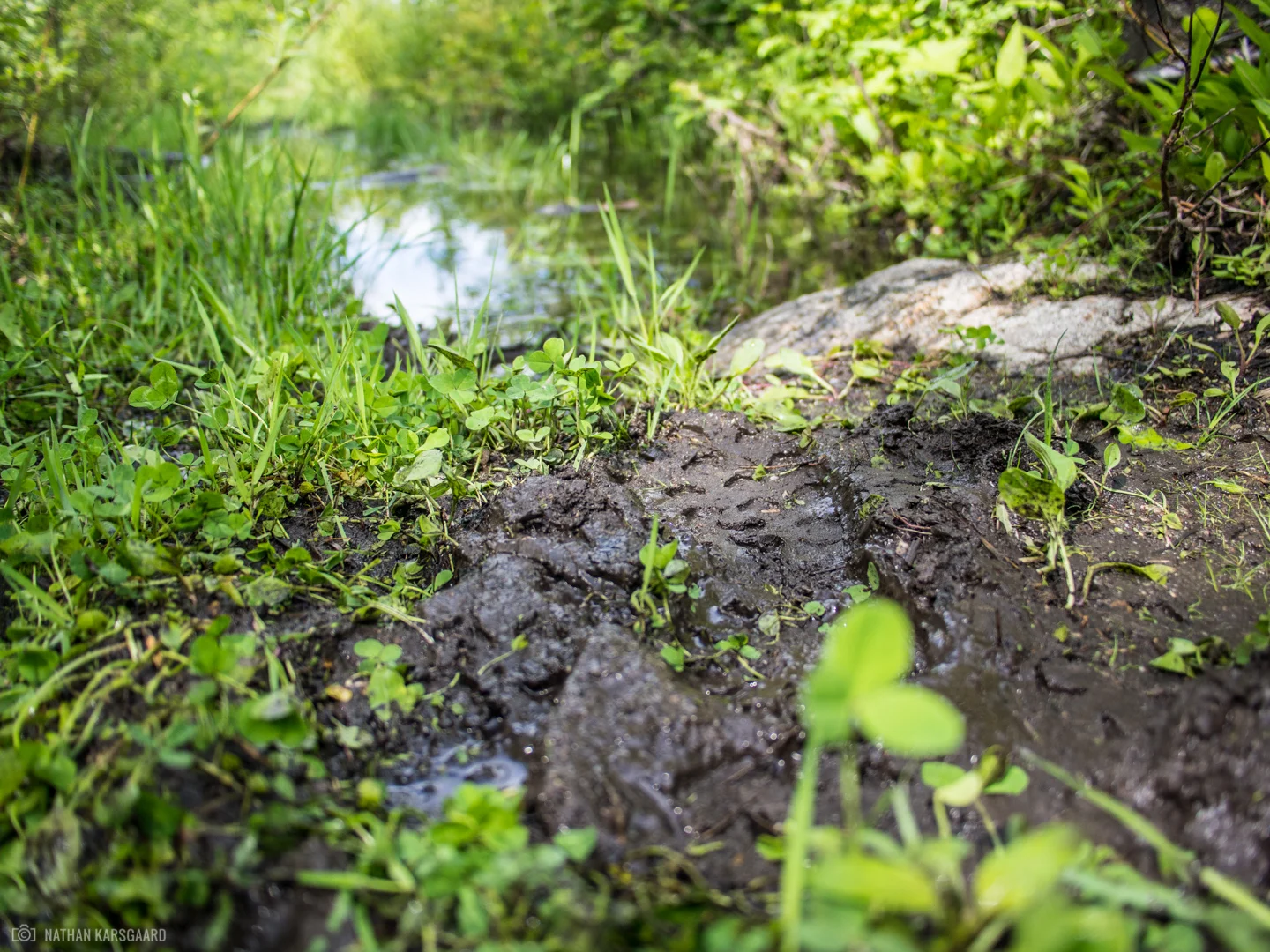 Wild-6030051.jpg