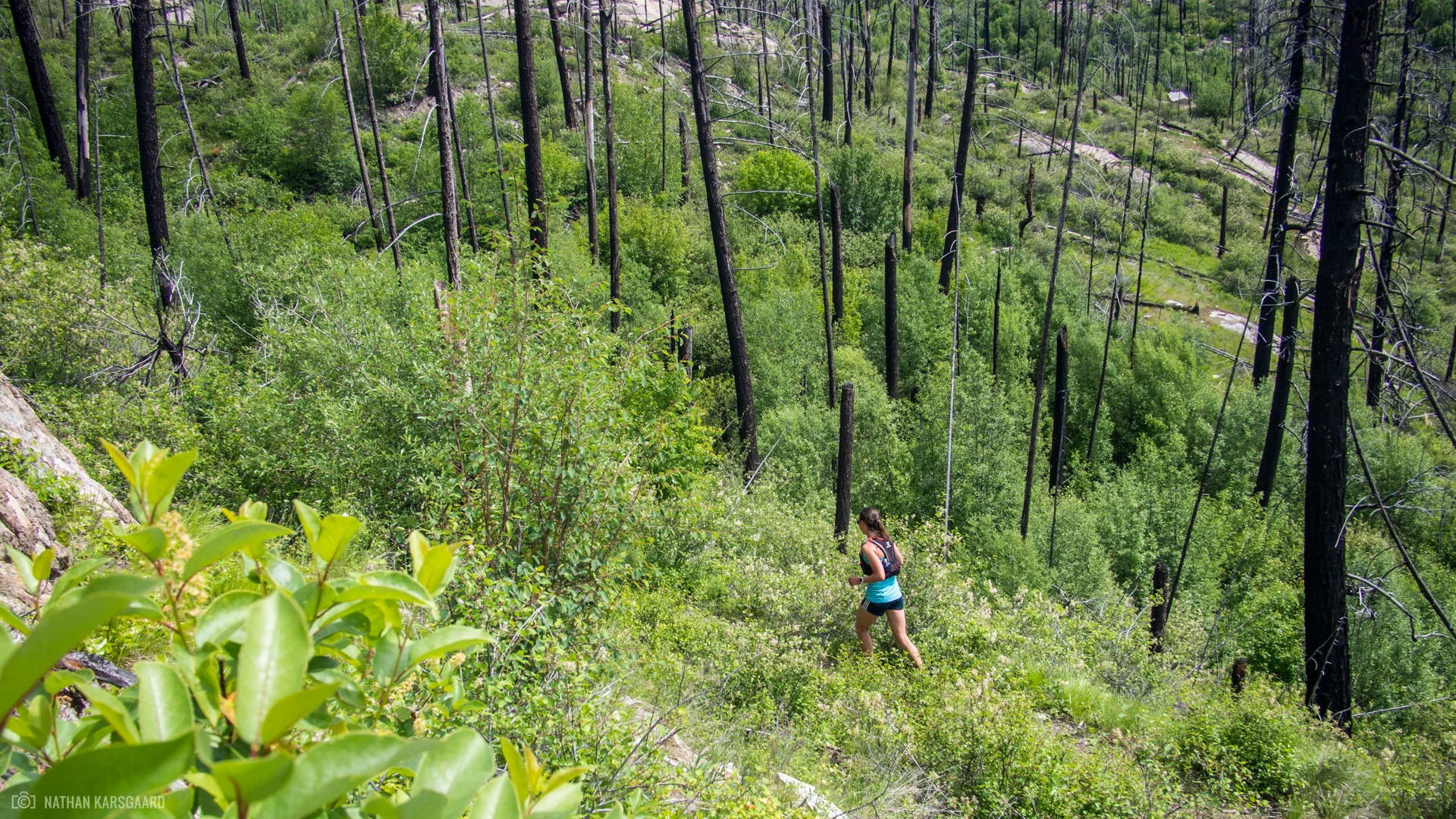 Wild-6030177.jpg