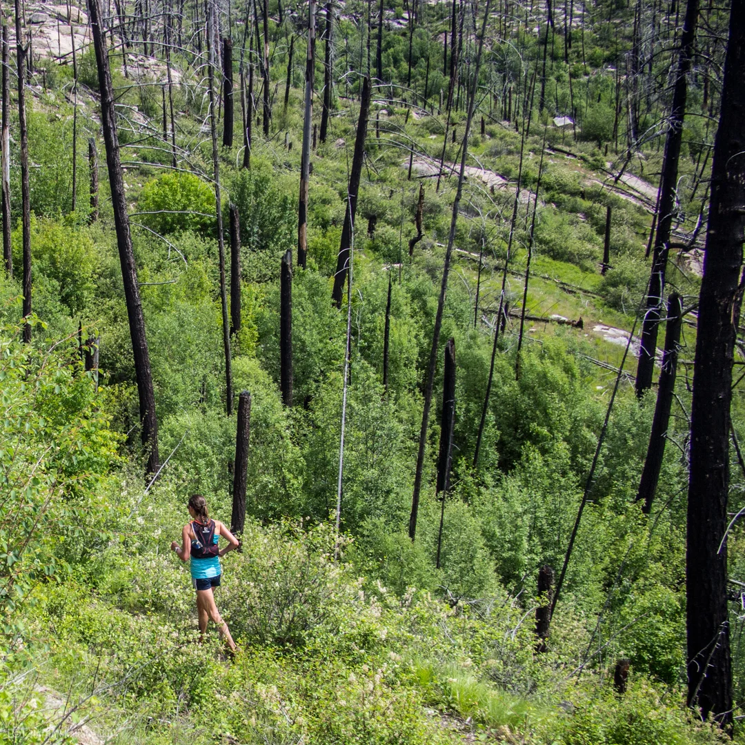 Wild-6030179.jpg