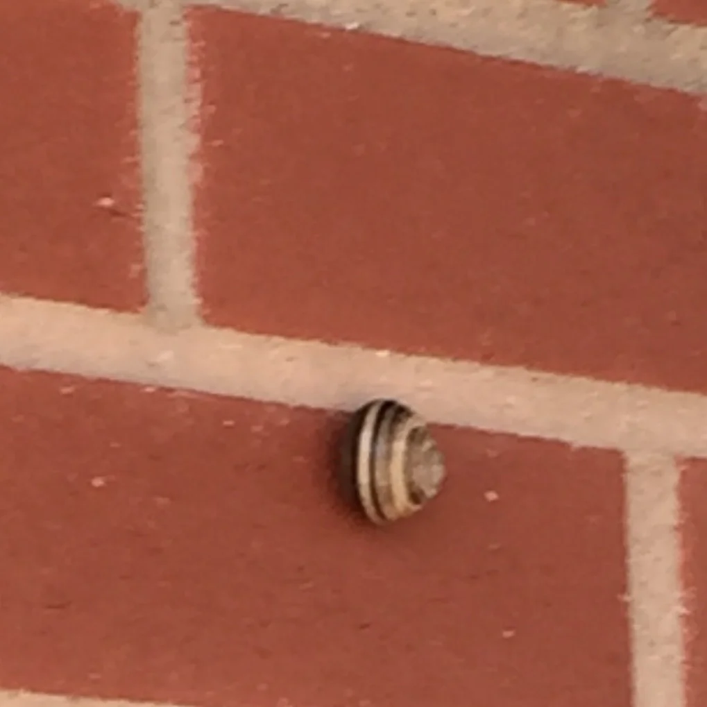 snail.jpg