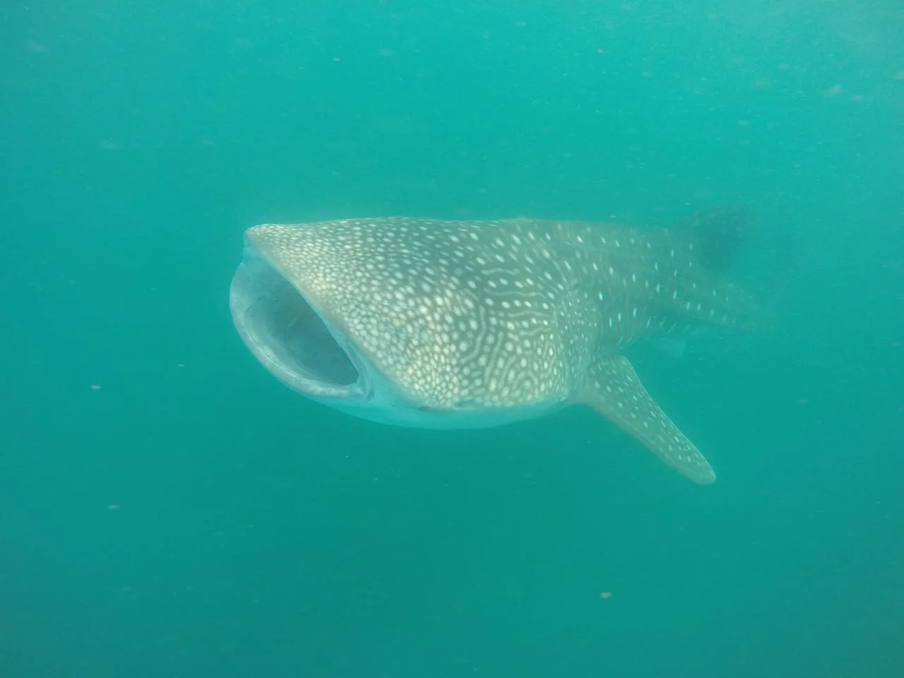 Gentle giants in La Paz