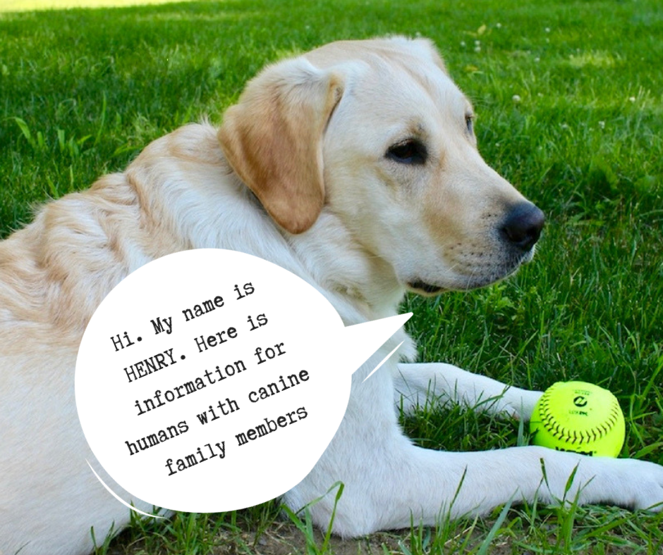 Henry with Dog Message.png