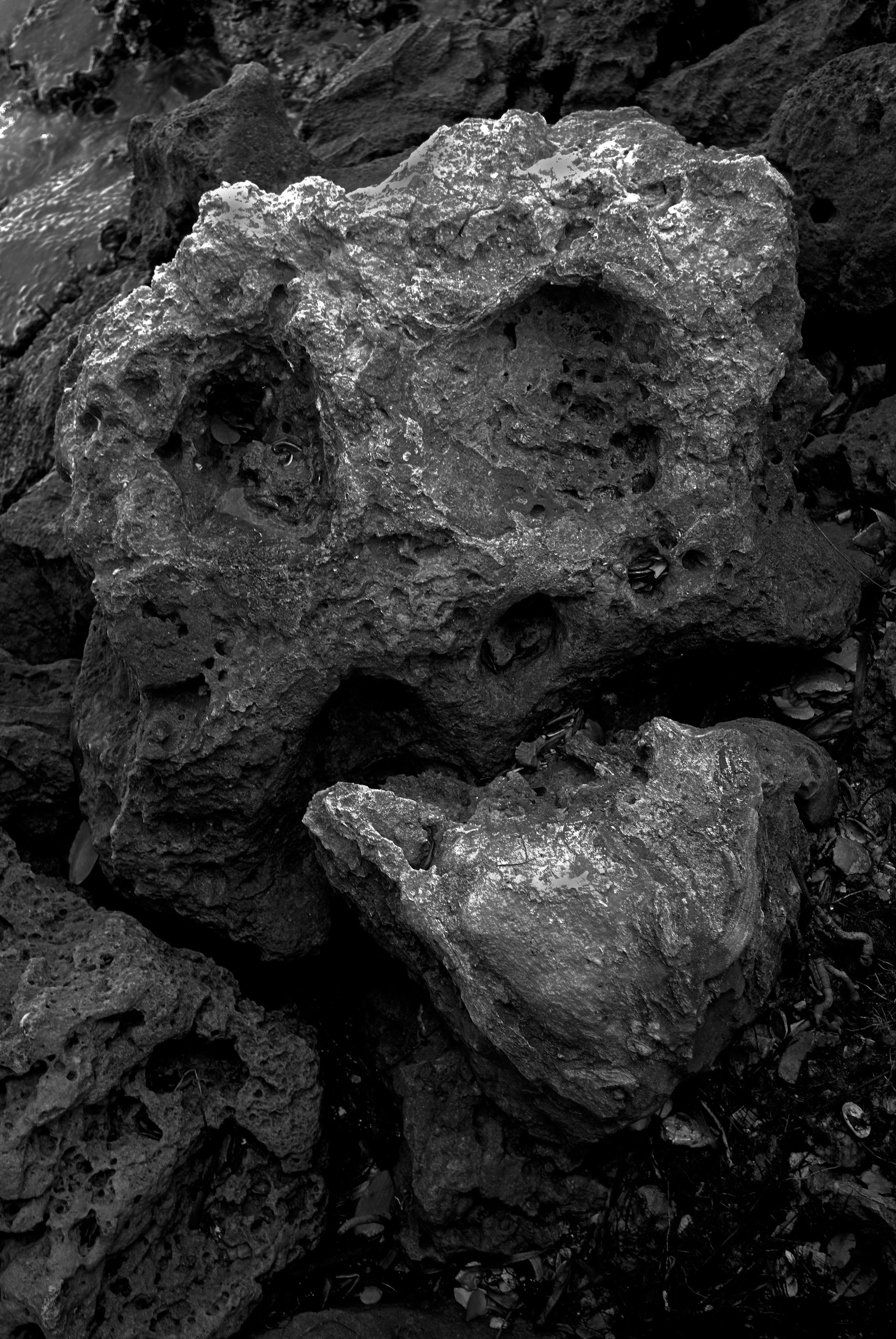 Beach Skull.jpg