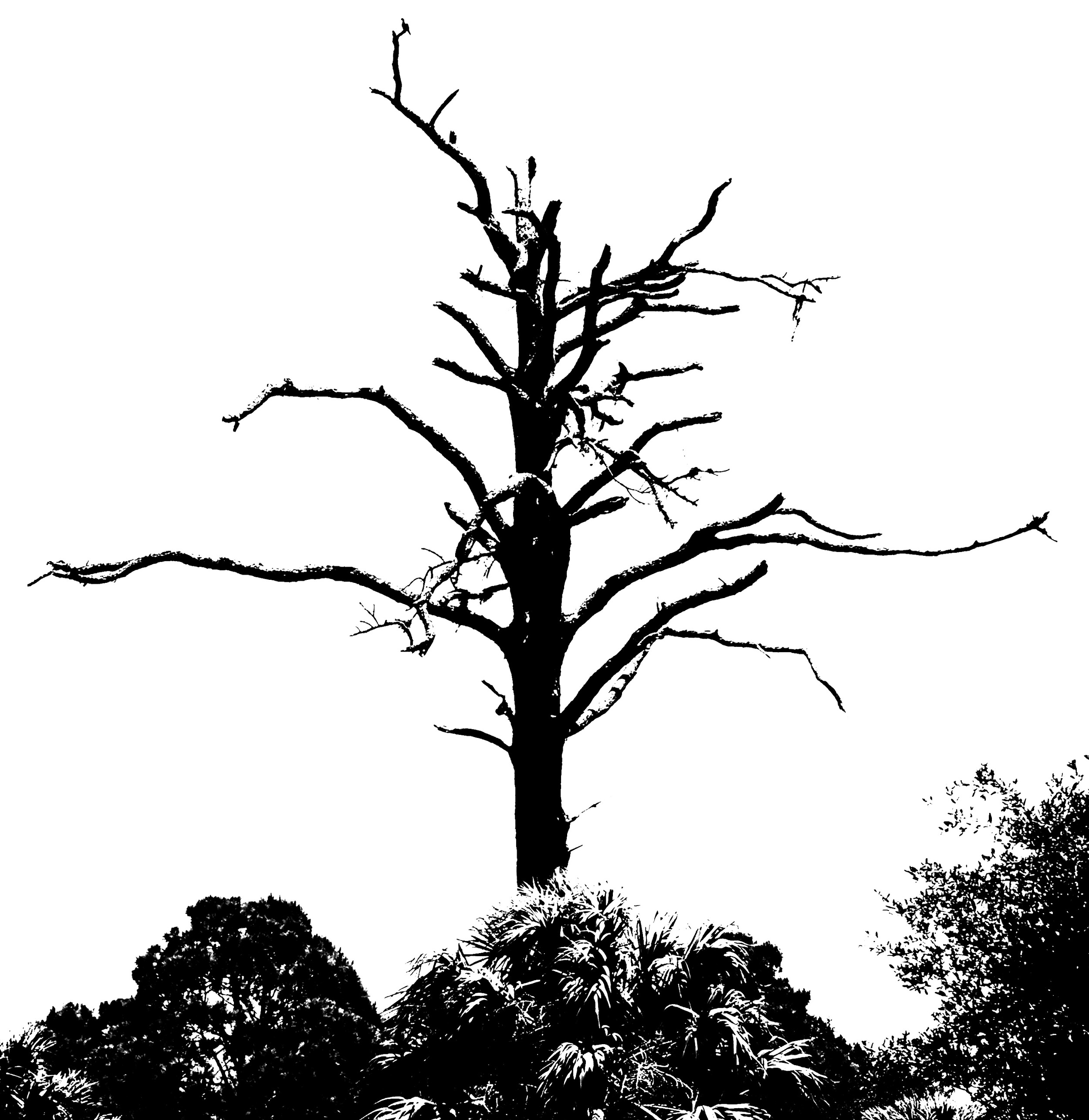 Burnt Tree.jpg