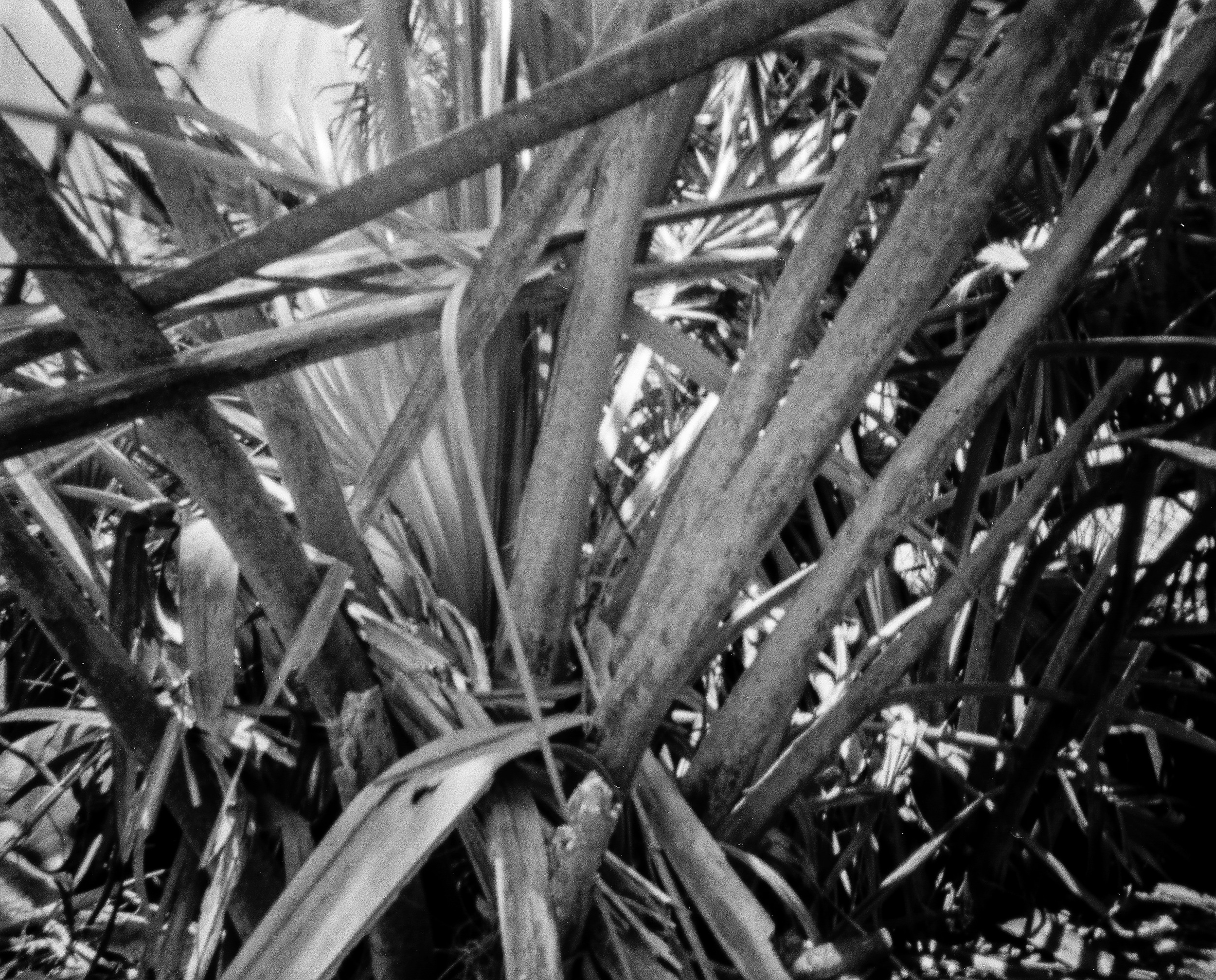 Caspersen Beach Pinhole040.jpg