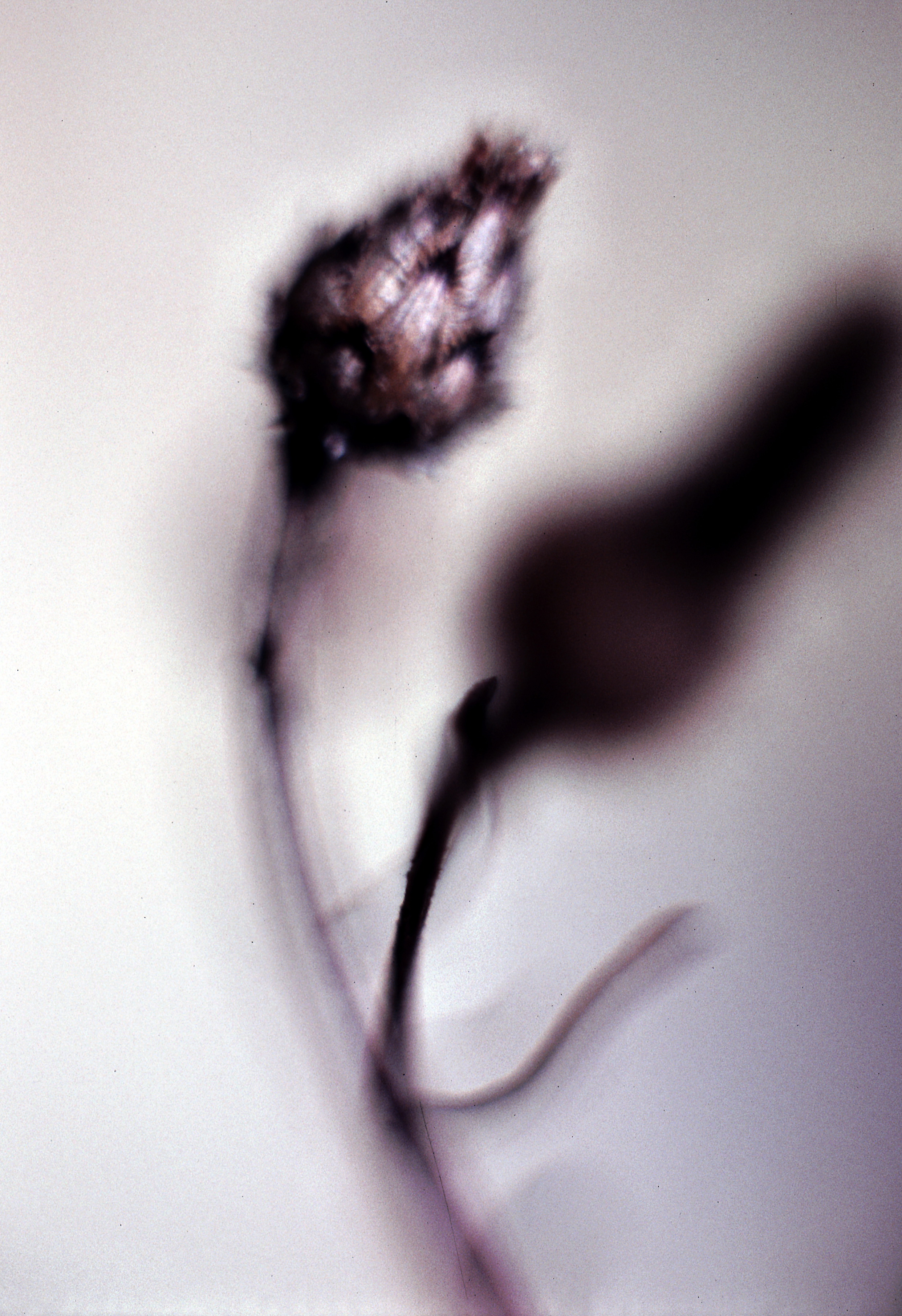 Dancing Flower.jpg