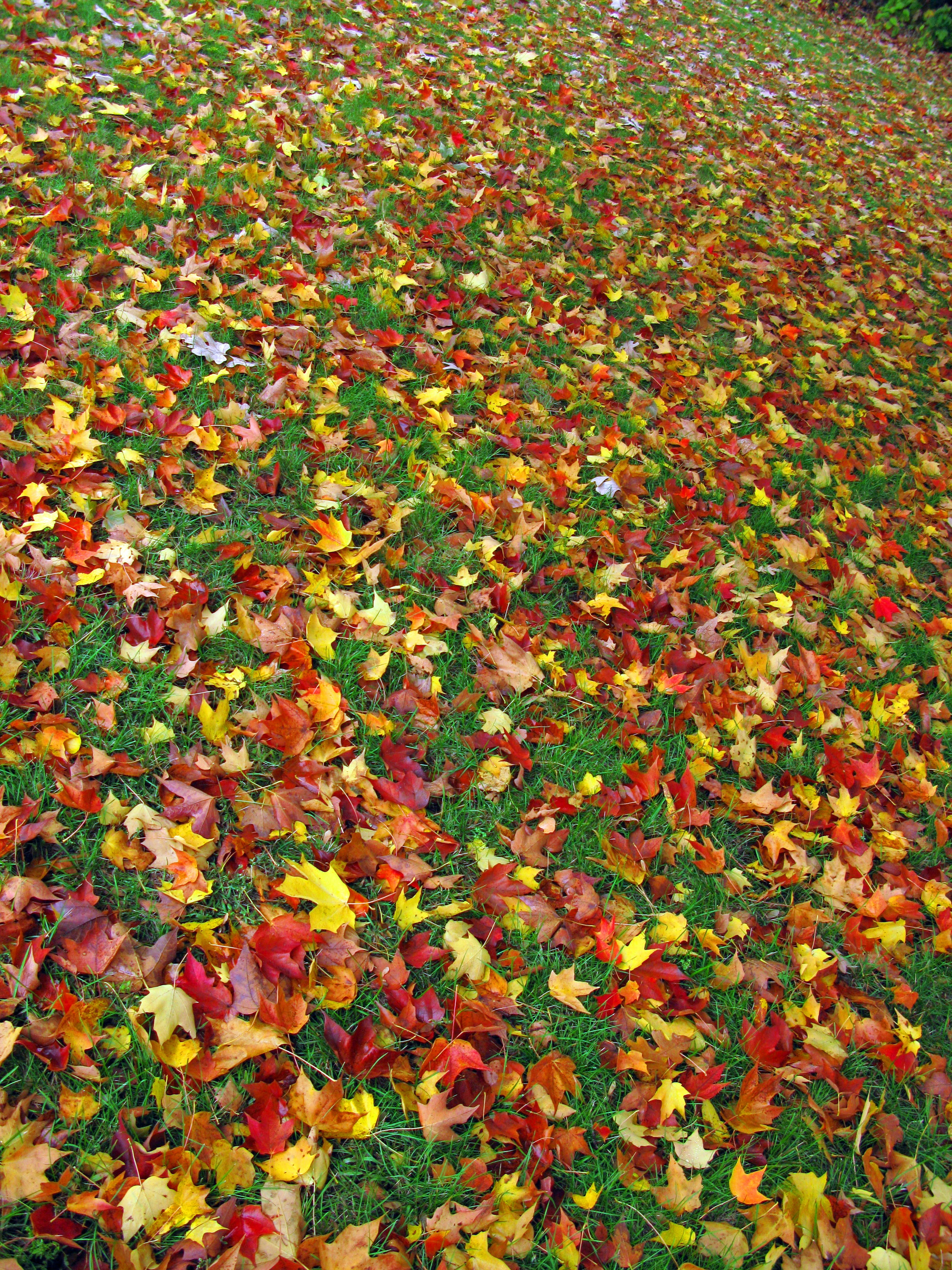 Fallen Fall Leaves.jpg