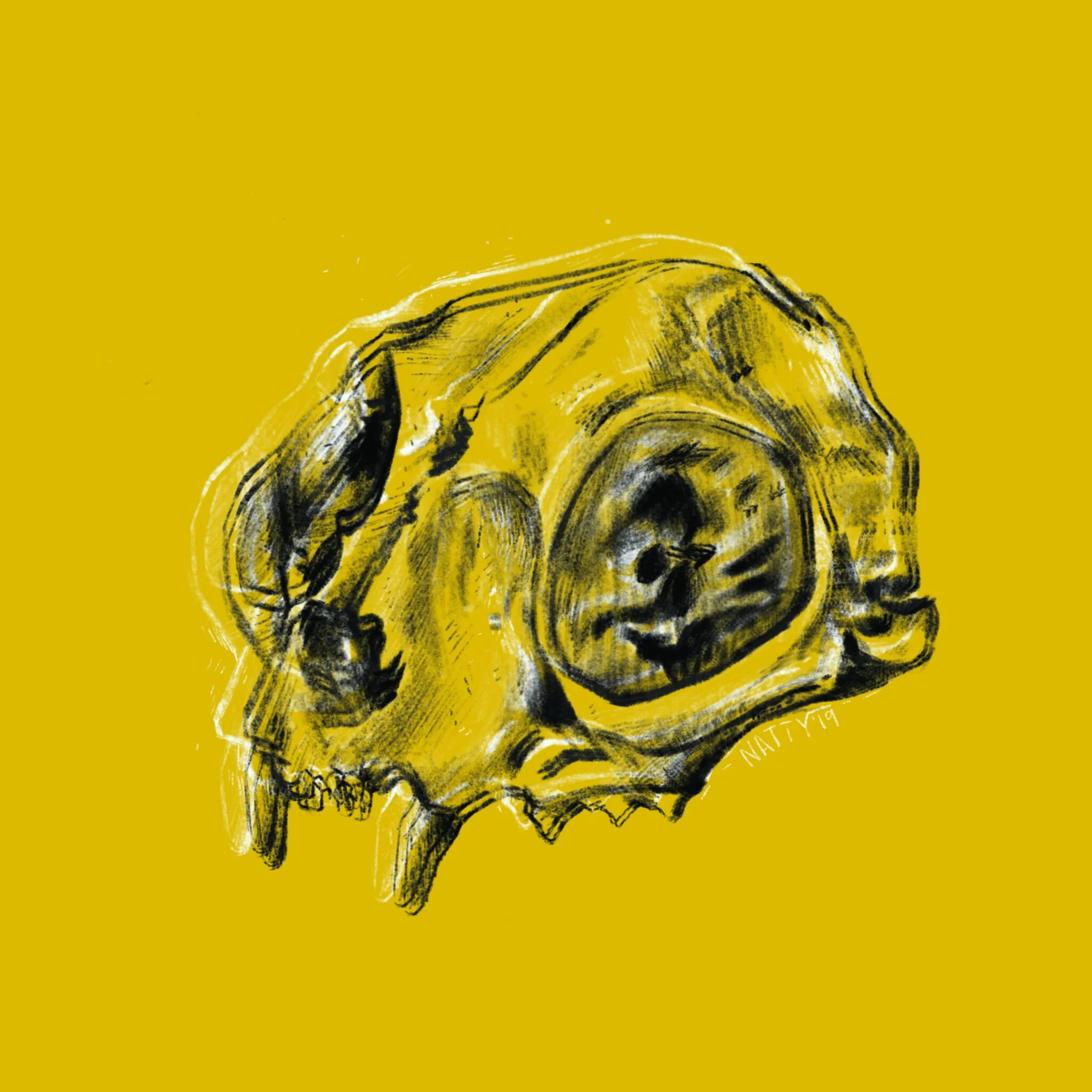 Cat Skull Visions.jpg