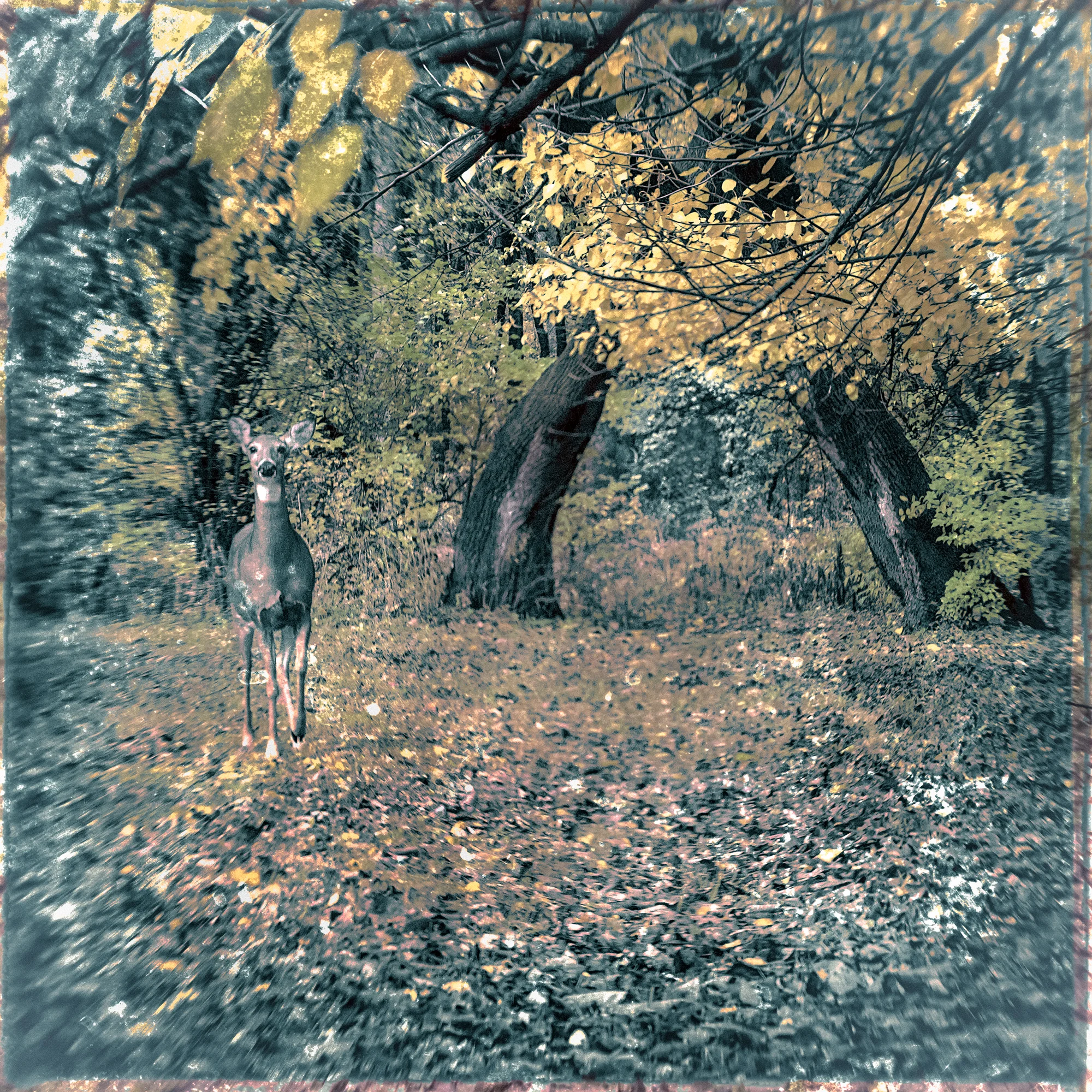 Deer, St Procopius Abbey, Lisle, IL