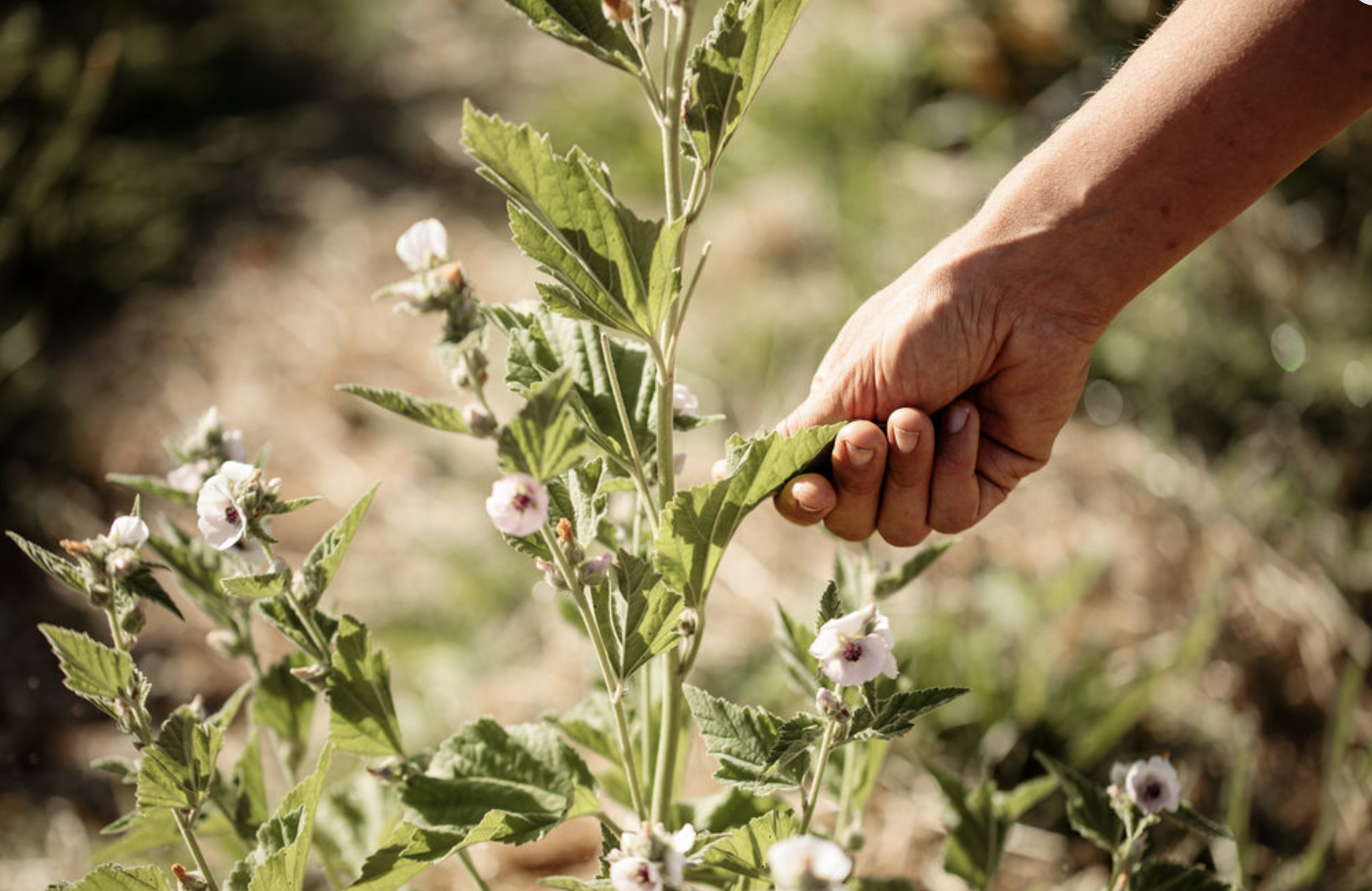 Screenshot 2026-03-06 at 11.25.01 am.png