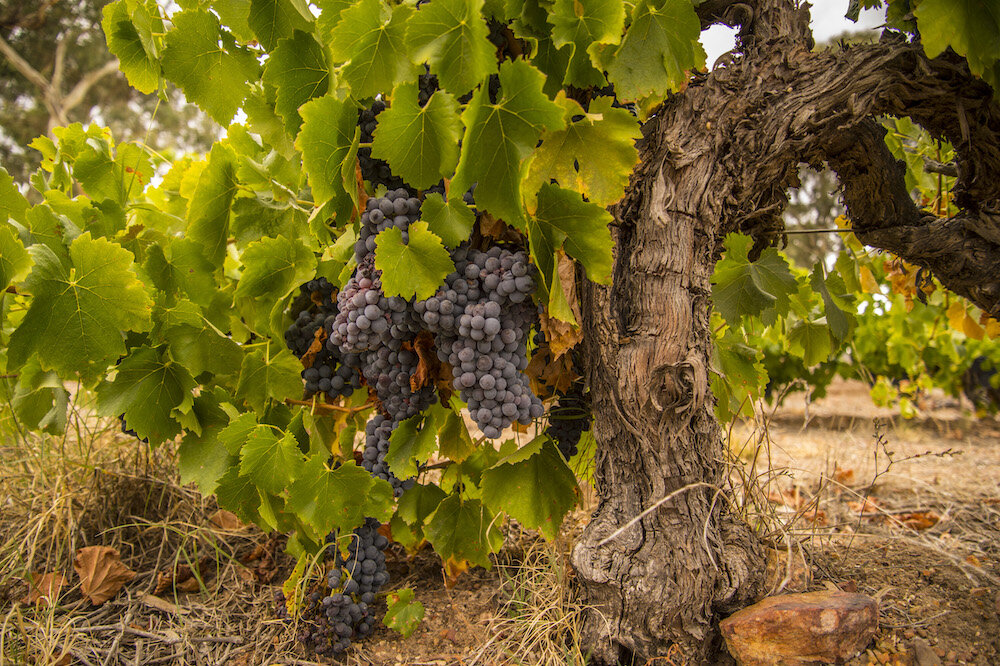 Tim Adams Roots and Reds. — Winestock