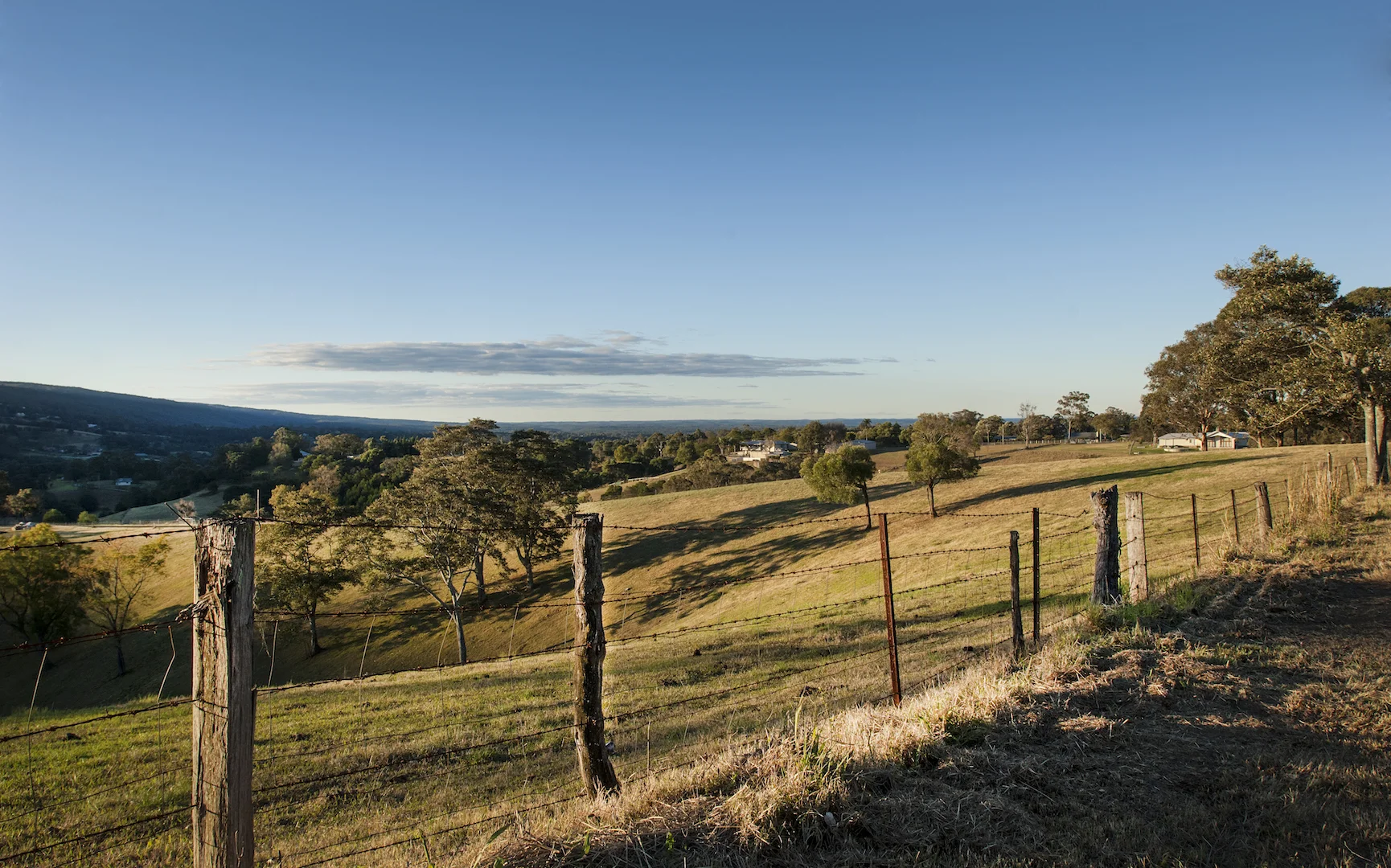 fence line kurrajong.jpg