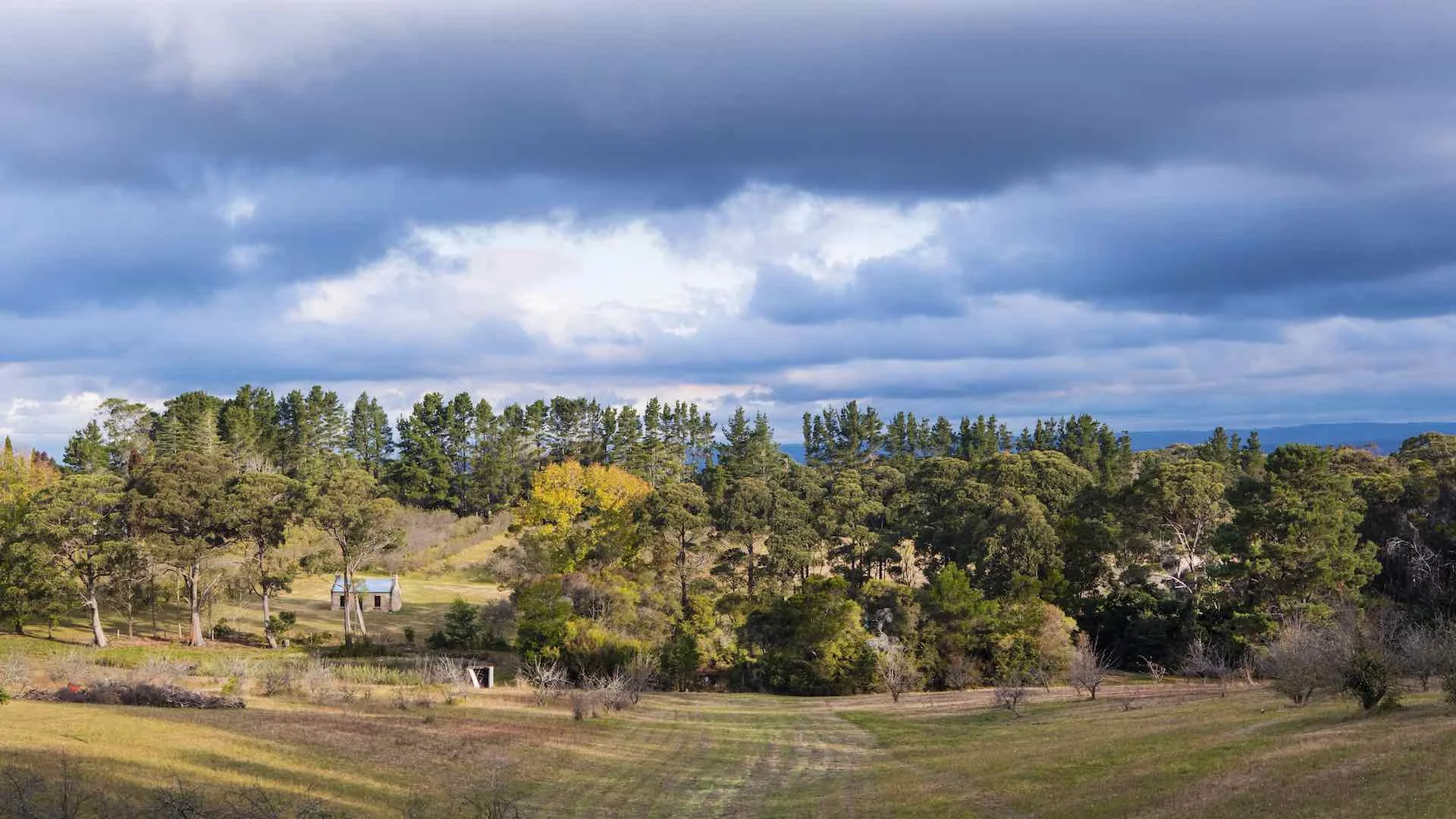 bilpin orchard.jpeg