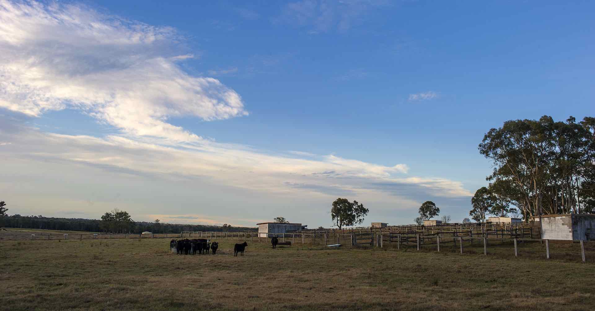 cattle freemans reach.jpeg