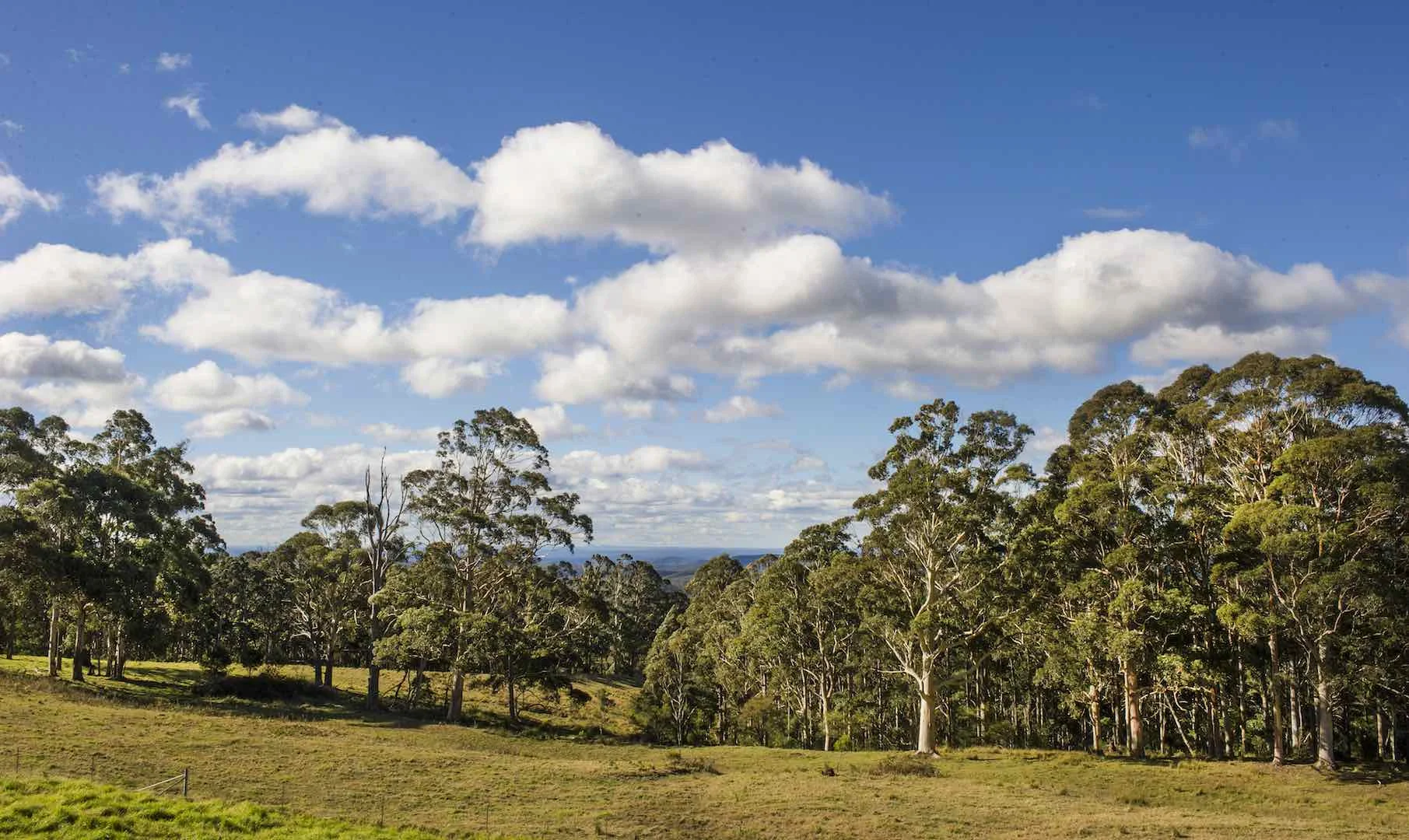 eucalypt tree.jpeg