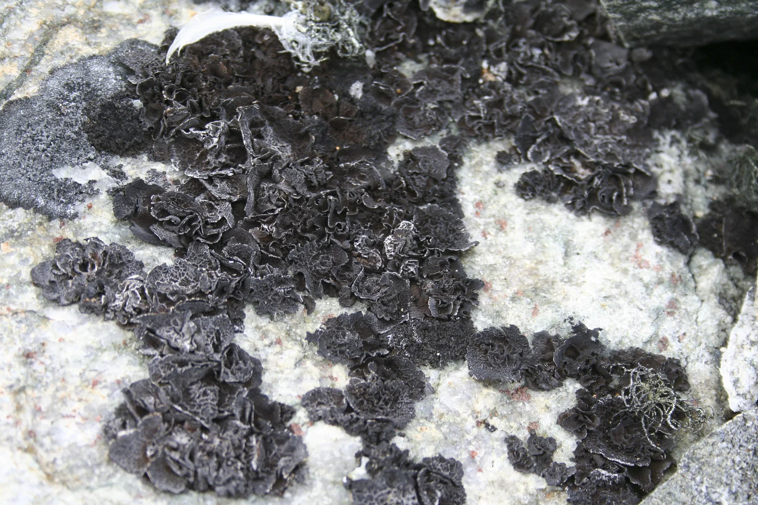 Fungal growth on Mitchell Peninsula.