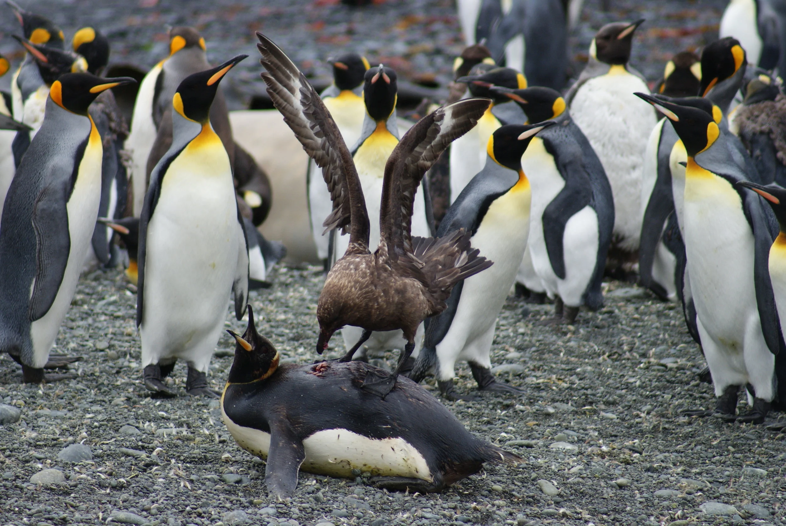Brown Skua (Stercorarius antarcticus) attacking a King Penguin (Aptenodytes patagonicus). Photo Josie van Dorst. Winner of the 2012 UNSW Science photography award in the Wonder category.