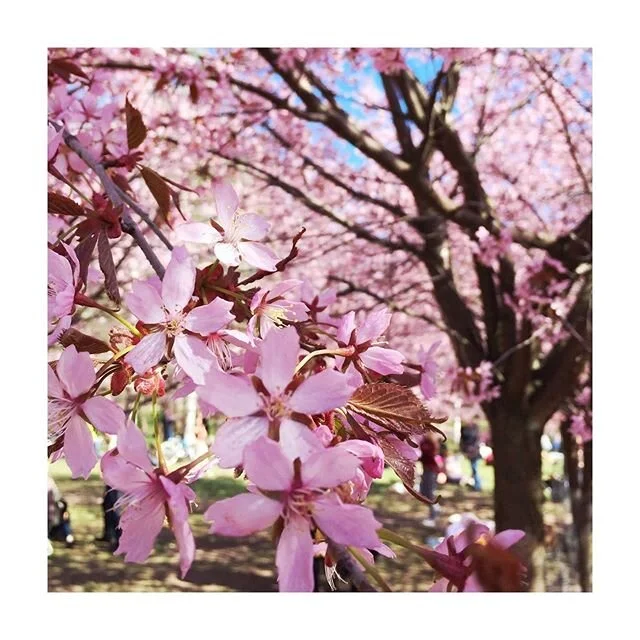 Today I celebrate..
🌸🌸🌸🌸🌸 I celebrate the LOVE of MOTHERS. 🚶‍♀️ Yesterday I walked into the cherry blossom park and the vibration shifted as I was walking in the midst of these pink flowering trees. 🥰 whenever I walk into the presence of t