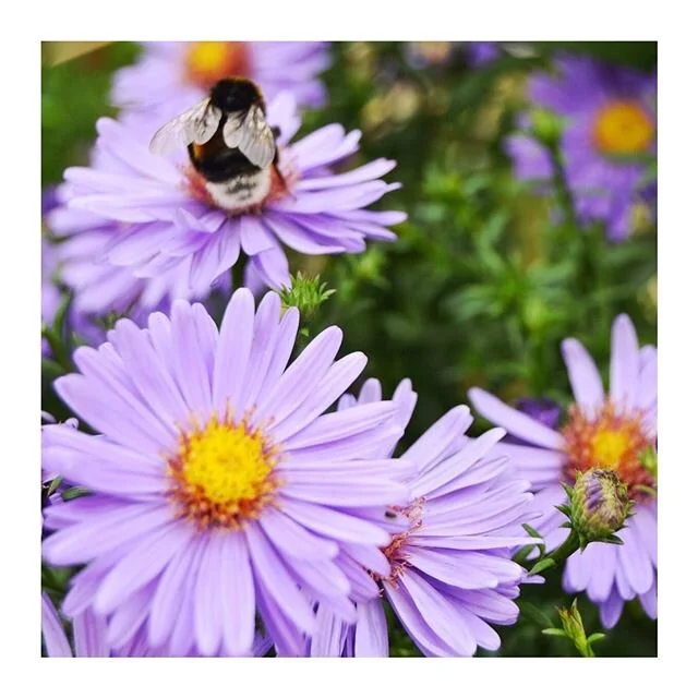 Everywhere we look it’s buzzing..
👇👇👇
⠀⠀⠀⠀⠀⠀⠀⠀⠀
Spring is a busy time in nature!
🐝 bees collecting pollen
🌱 plants pushing out of the ground
🌼 flowers opening to bloom
🐛 caterpillars getting ready to become butterflies
🐣 birds collectin