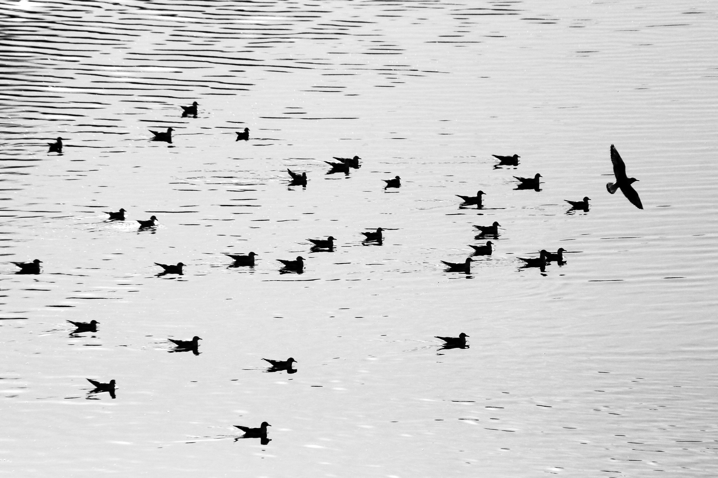 Photo: Aggregation by Mohammed Ali Mirzaei