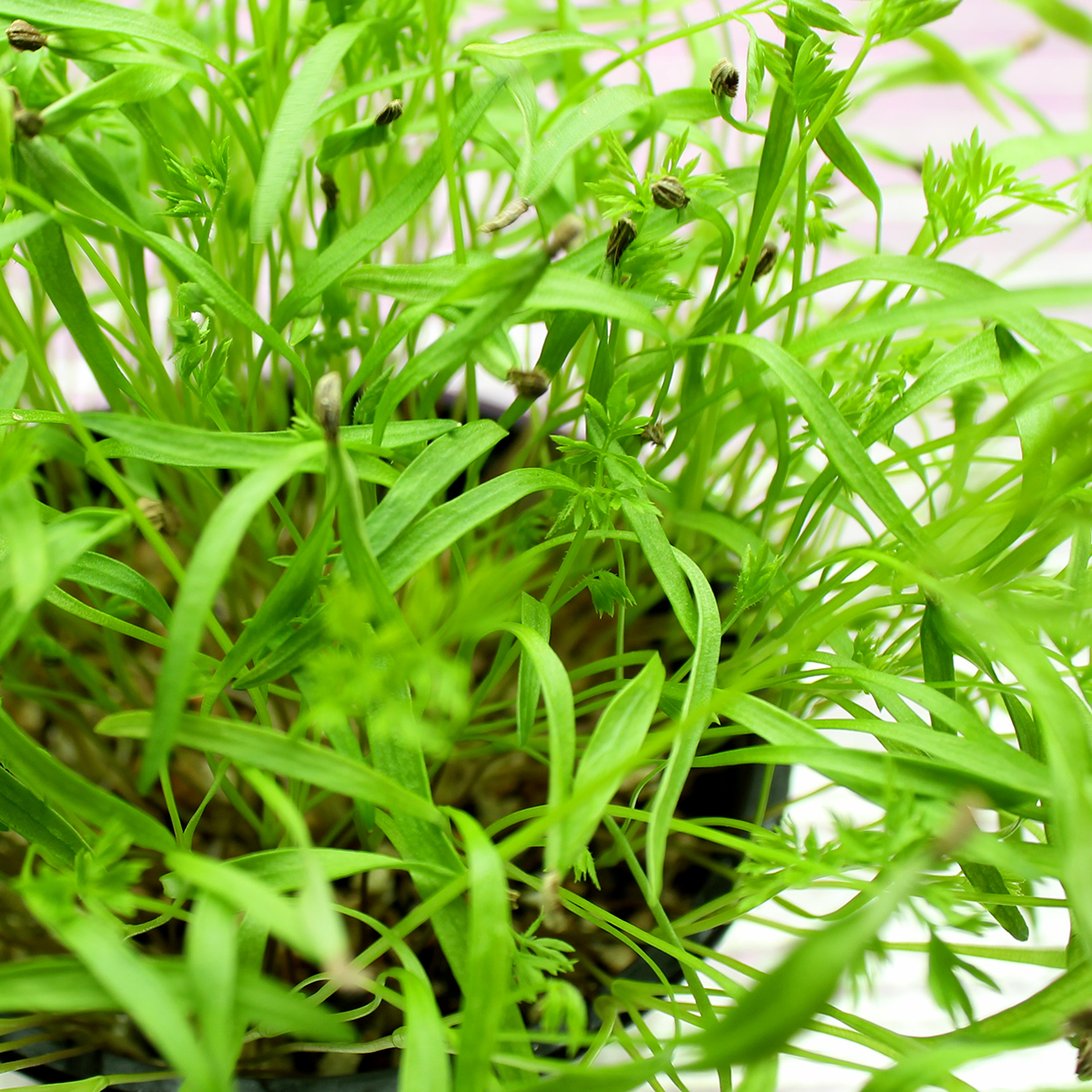 Fennel Microgreens