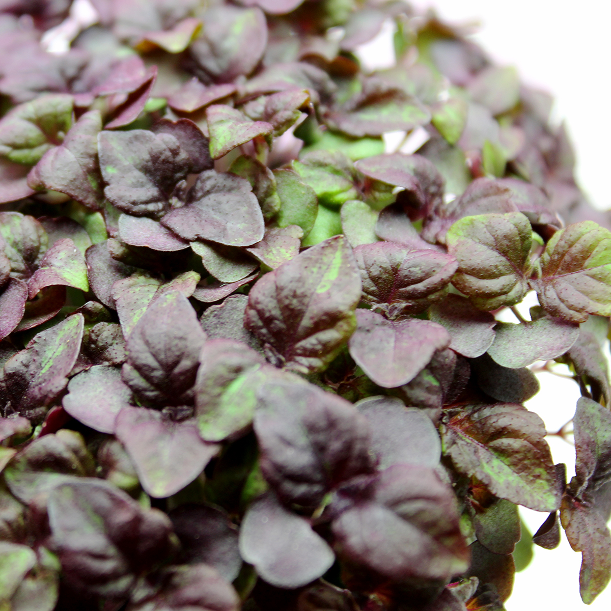 Red Shiso